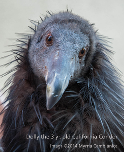 Dolly the 3 yr. old California condor